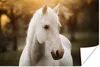 MuchoWow® Poster Pferd - Sonne - Herbst - Tiere - Natur Produktbild-Vorschau 1