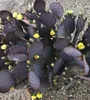Semena Opuntia Santarita - balení 5 ks - Semena kaktusu - Náhled obrázku produktu 4