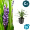 Půdopokryvná rostlina – liliovec – Liriope muscari 'Big Náhled obrázku produktu 1
