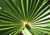 SAFLAX - Palma Konopna - 10 Nasiona - Chamaerops excelsa Podgląd zdjęcia produktu 5