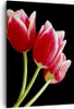 Bild auf Leinwand - Leinwandbild - Einteilig - Tulpe garten Produktbild-Vorschau 1