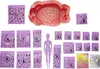 Barbie Color Reveal Schuimbad-aardbei pop met 25 Productafbeelding-voorbeeld 2
