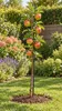 Melo 'Braeburn' – Albero di melo colonnare, ideale per Anteprima dell’immagine prodotto 3