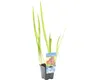 Kosatec Kaempferův červený FloraSelf Iris kaempferi 'Ann Náhled obrázku produktu 3