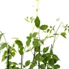 Several young blackberry plants with green leaves and thin stems are shown against a white background. Produktbild-Vorschau