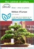 SAFLAX  - Mélèze d'Europe - 75 graines - Avec substrat - Voir les images du produit 1