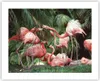 Poster - Poster ohne Rahmen - Palmen Herde Flamingos - Produktbild-Vorschau 1
