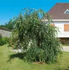 Betula pendula 'Youngii', Hängebirke, 40–60 cm Produktbild-Vorschau 4