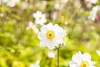 Anemone japonica 'Whirlwind', Herbst-Anemone, weiß, ca. 9x9 Produktbild-Vorschau 5