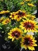 Rudbeckia Sunbeckia Alicia - Sonnenhut Sunbeckia Alicia Produktbild-Vorschau 1