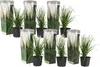 A collection of potted pampas grass plants arranged in a grid. Produktbild-Vorschau