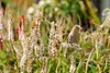 Bistorta amplexicaulis 'Alba', Kerzenknöterich, weiß, ca. Produktbild-Vorschau 2