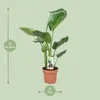 Stromová strelice Strelitzia Nicolai - obrí bílá rajská Náhled obrázku produktu 2