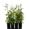 Four potted kiwi plants are arranged in a black tray against a white background. Anteprima dell’immagine prodotto