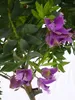 [Palmenlager] Polygala myrtifolia - Kreuzblume - 80 cm - Produktbild-Vorschau 3