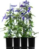 A potted Clematis plant with purple flowers and green leaves, supported by stakes, presented in black pots. Anteprima dell’immagine prodotto