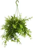 Dehner Schamblume, Aeschynanthus japhrolepis, Ampelpflanze, Produktbild-Vorschau 1