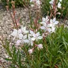 Stauden Gänge 3 x Gaura lindheimeri 'Whirling Butterflies' Produktbild-Vorschau 8