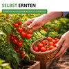 Tomatensamen Set - 10 Sorten Samen - Saatgut Sortiment - Produktbild-Vorschau 8