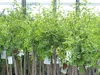 chin. Dattel 150 - 170 cm Dattelbaum 5 - 8 cm Stammumfang, Produktbild-Vorschau 2