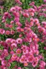 Raublatt-Aster Rudelsburg, im Topf - Aster novae-angliae Produktbild-Vorschau 3