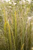 Panicum virgatum 'Northwind', Rutenhirse, aufrecht, 3-5 Produktbild-Vorschau 11