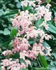 Clematis armandii, immergrün, weiß, 60–100 cm Produktbild-Vorschau 2