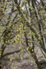 Cornus mas, Kornelkirsche, 40–60 cm, gelbe Blüten Produktbild-Vorschau 7