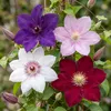 Green boutiQ - Klimplant - Clematis Rainbow - Bloem Roze Voir les images du produit 3