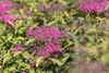 Spiraea japonica 'Anthony Waterer', Rote Sommerspiere, Produktbild-Vorschau 3