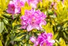Rhododendron 'Goldflimmer', immergrün, gelb-grün Produktbild-Vorschau 1