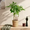 Green boutiQ - Plantes d'intérieur - Pachira Aquatica multi Voir les images du produit 4