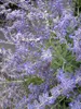 Blauraute Lacey Blue - Perovskia atriplicifolia - Produktbild-Vorschau 3