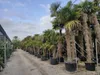 Palme Hanfpalme Trachycarpus Fortunei ca. 270cm - 300 cm – Produktbild-Vorschau 2
