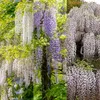 GreenboutiQ - Blauregen Pflanze Winterhart - Wisteria Produktbild-Vorschau 5