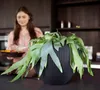 A woman is in a kitchen holding a tray of food, with a large potted plant in the foreground. Produktbild-Vorschau