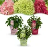 Hydrangea panniculata Groundbreaker Blush -Greeny - Ruby - Podgląd zdjęcia produktu 1