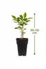 A potted plant with a height measurement indicator. Produktbild-Vorschau