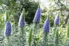 SAFLAX  - Orgoglio di Madeira - 100 semi - Echium Anteprima dell’immagine prodotto 8