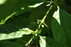 SAFLAX - Karłowaty Krzew Kawowy - 8 Nasiona - Coffea Podgląd zdjęcia produktu 6