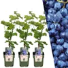 Plants by Frank | 3 Weinreben Pflanzen 100% Biologisch | Produktbild-Vorschau 1