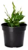 Pot de fleurs Garronda GD-0025 (1 pièce - noir, ⌀ 15 cm, H Voir les images du produit 1