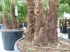 Trachycarpus Fortunei Gruppe mehrstämmig Palme, winterhart Produktbild-Vorschau 7