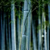 A close-up view of a bamboo stalk with other bamboo stalks blurred in the background. Produktbild-Vorschau