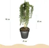 Rosmarinus officinalis Prostratus - Terrassenpflanze - Produktbild-Vorschau 3