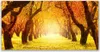Glasbilder 140x70 Wandbild Druck auf Glas Wald Fußpfad Produktbild-Vorschau 1