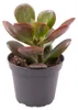 Crassula Minor, 8-13 cm - Succulenten - Echeveria - Productafbeelding-voorbeeld 1