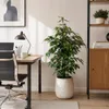 Birkenfeige - pflegeleichte Zimmerpflanze, Ficus benjamini Produktbild-Vorschau 6