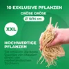 Hosty – zimuvzdorné rostliny – prémiová kolekce – 10 kořenů Náhled obrázku produktu 3