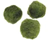 Grünalgenart SuperBalls kugelförmig 3 Stück - Aegagropila Produktbild-Vorschau 4